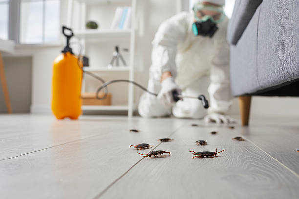 Affordable Cockroach Control solutions in Virginia, IL